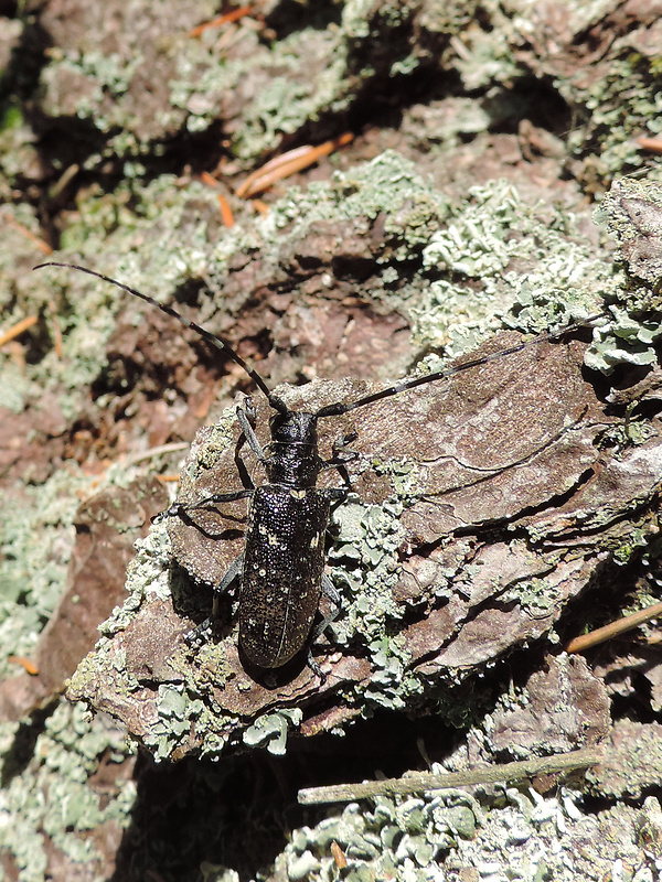 vrzúnik smrekový / kozlíček smrkový ♀ Monochamus sutor Linnaeus, 1758