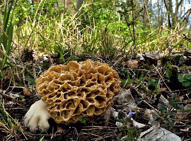 smrčok jedlý Morchella esculenta (L.) Pers.