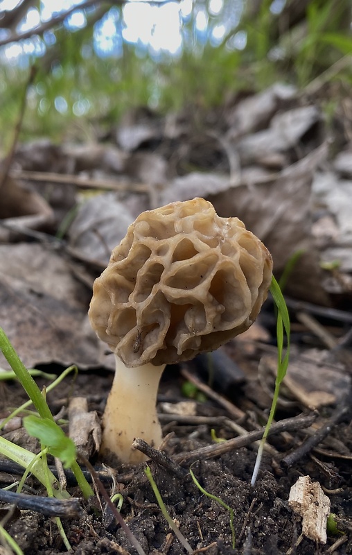 smrčok jedlý Morchella esculenta (L.) Pers.