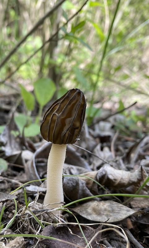 smrčok hybridný Morchella semilibera DC.