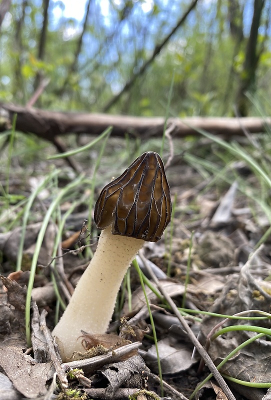 smrčok hybridný Morchella semilibera DC.