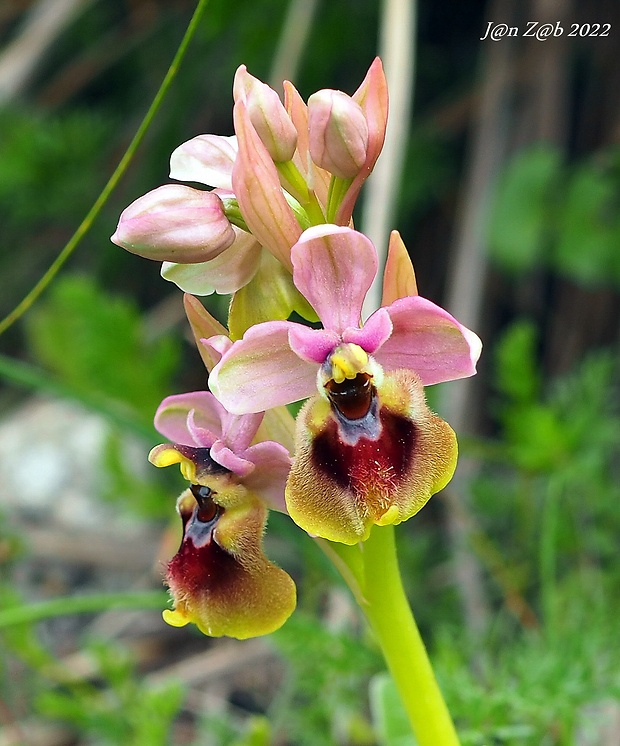 hmyzovník Ophrys tenthredinifera Willd.