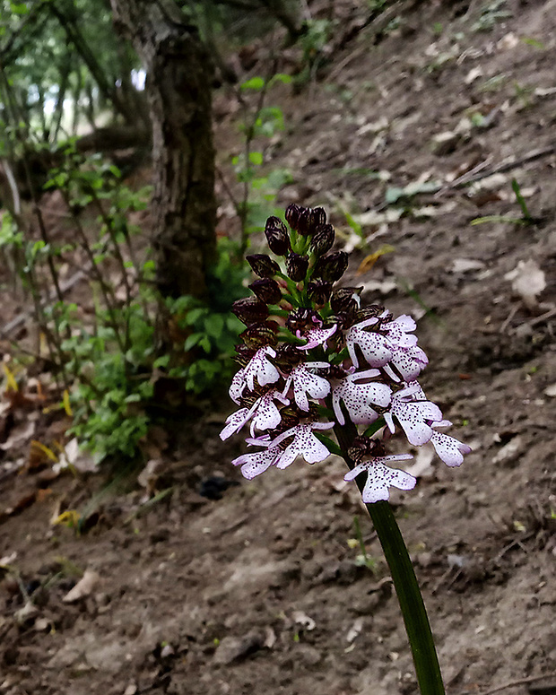 vstavač purpurový Orchis purpurea Huds.