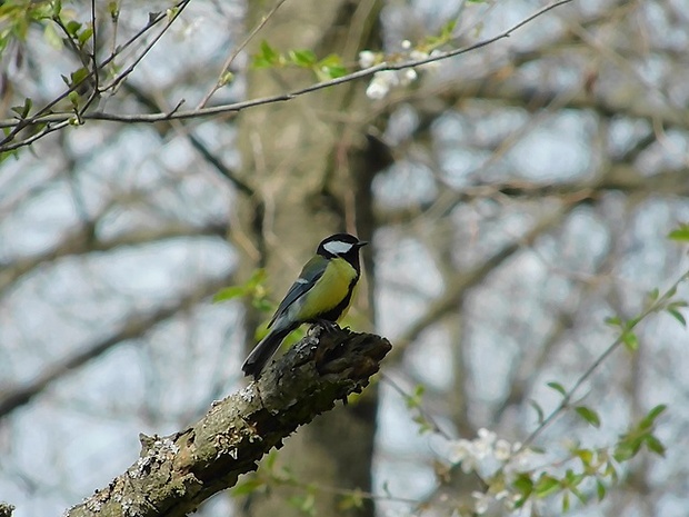 sýkorka bielolíca Parus major