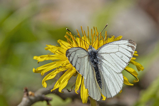 mlynárik repkový Pieris napi