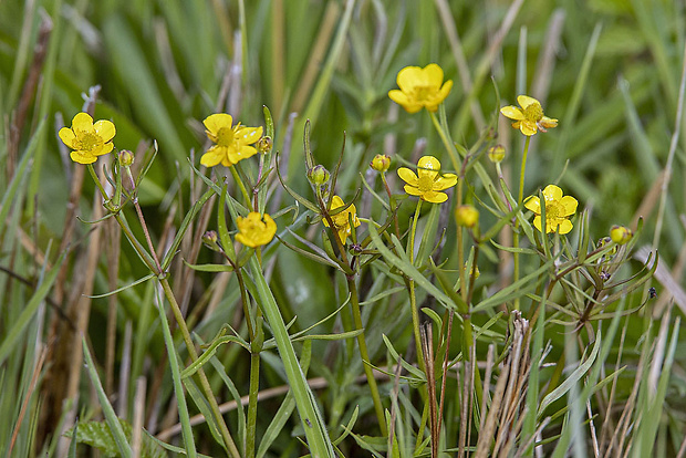 iskerník Ranunculus sp.