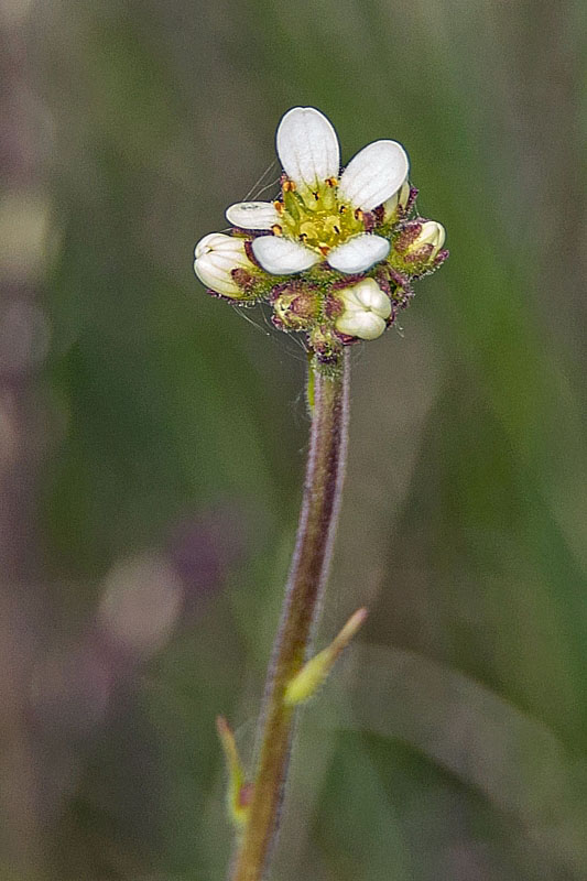 lomikameň cibuľkatý Saxifraga bulbifera L.