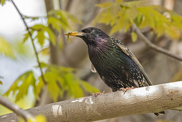 škorec lesklý Sturnus vulgaris