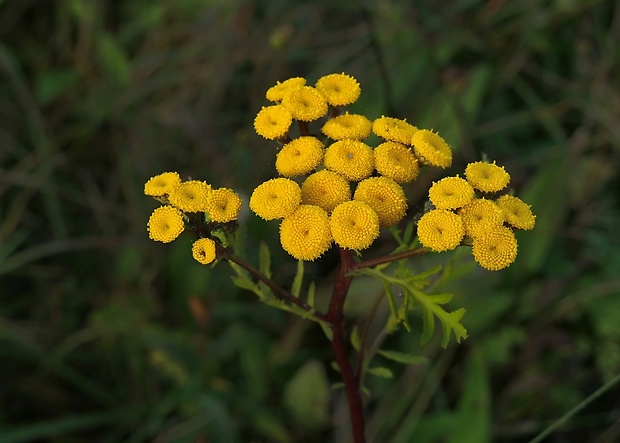 vratič obyčajný Tanacetum vulgare L.