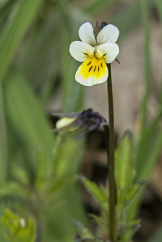 fialka roľná Viola arvensis Murray