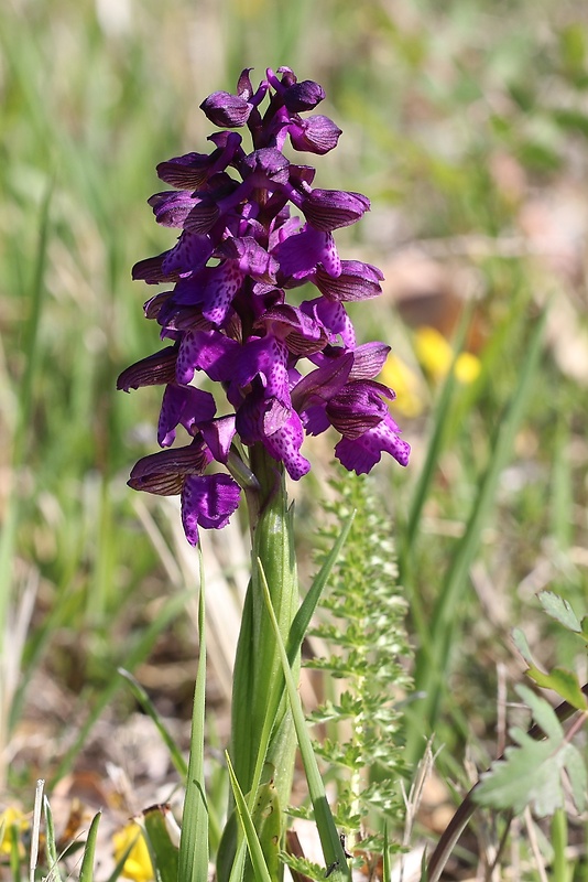 červenohlav obyčajný Anacamptis morio (L.) R. M. Bateman, A. M. Pringeon & M. W. Chase