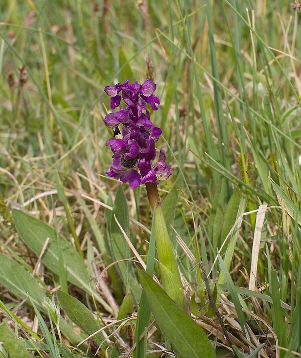 červenohlav obyčajný Anacamptis morio (L.) R. M. Bateman, A. M. Pringeon & M. W. Chase