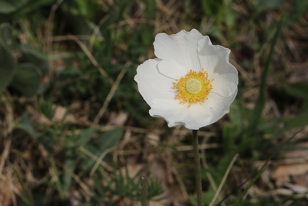 veternica lesná Anemone sylvestris L.