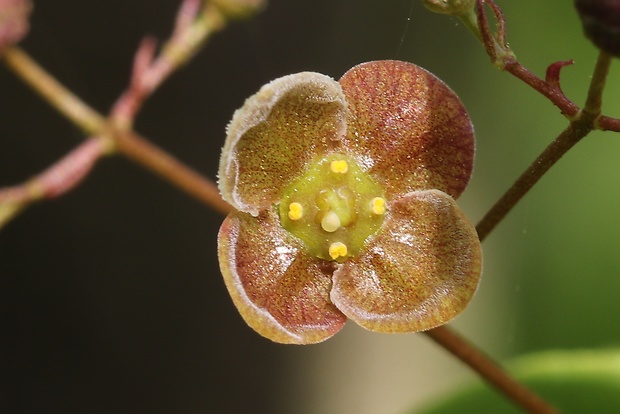 bršlen bradavičnatý Euonymus verrucosus Scop.