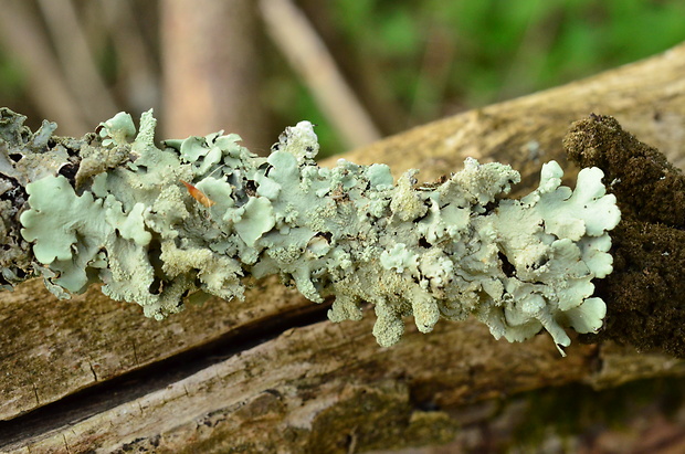 diskovka kučeravá Flavoparmelia caperata (L.) Hale