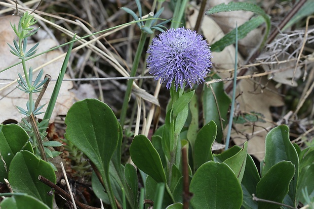 guľôčka bodkovaná Globularia punctata Lapeyr.