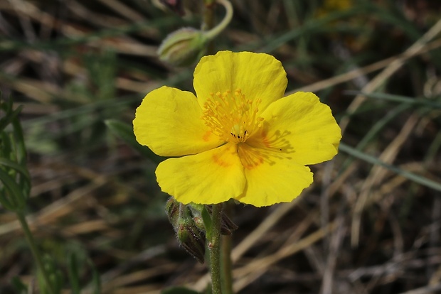 devätorník veľkokvetý Helianthemum grandiflorum (Scop.) DC.