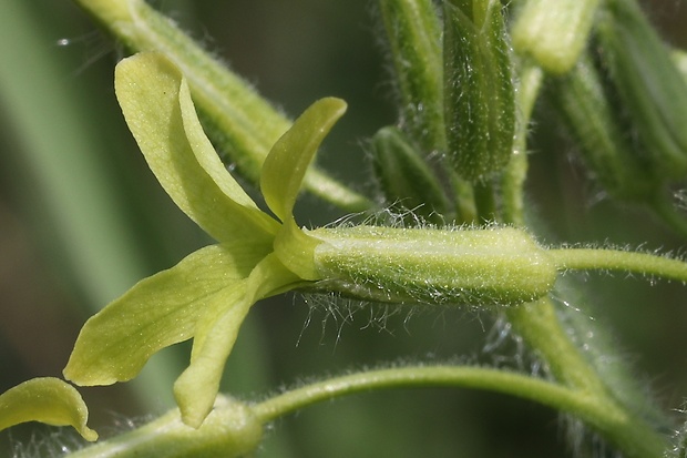 večernica smutná Hesperis tristis L.