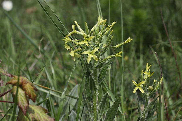 večernica smutná Hesperis tristis L.