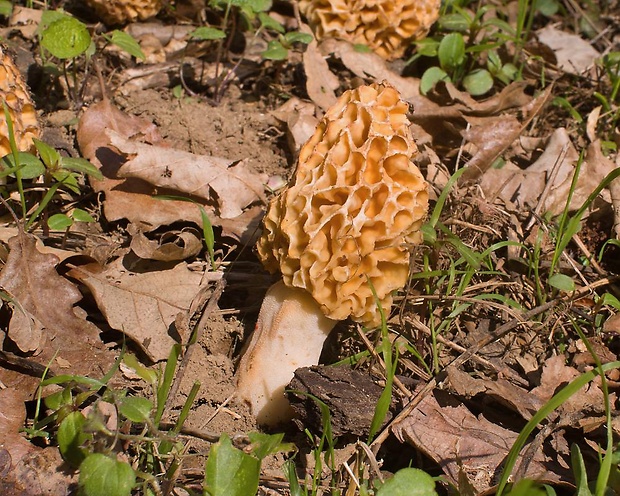 smrčok jedlý Morchella esculenta (L.) Pers.