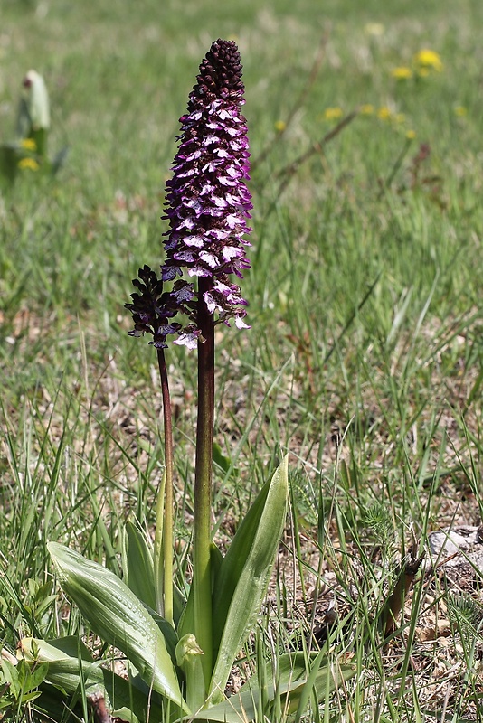 vstavač purpurový Orchis purpurea Huds.