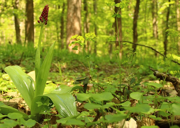 vstavač Orchis sp.