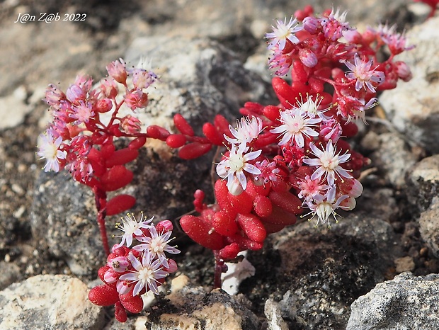 rozchodník Sedum caeruleum L.