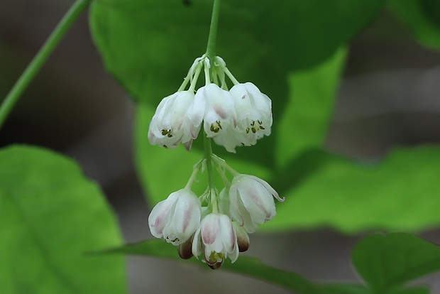 klokoč perovitý Staphylea pinnata L.