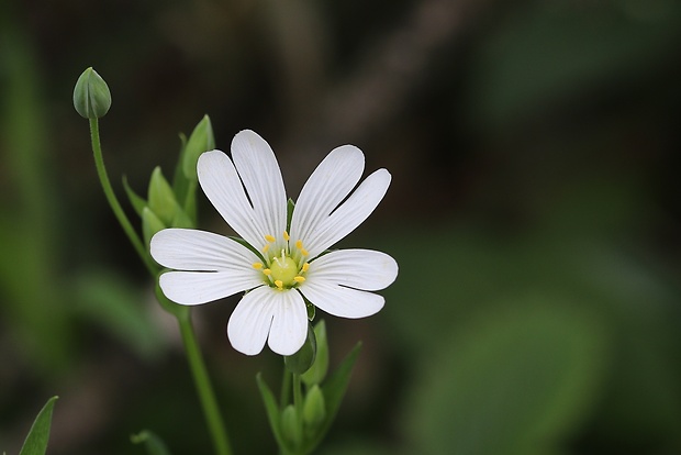 hviezdica veľkokvetá Stellaria holostea L.