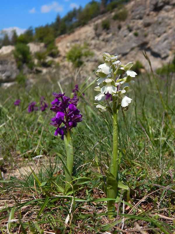 červenohlav obyčajný Anacamptis morio (L.) R. M. Bateman, A. M. Pringeon & M. W. Chase