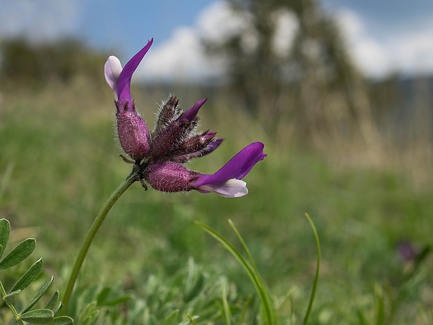 kozinec mechúrikatý belavý Astragalus vesicarius subsp. albidus (Waldst. et Kit.) Braun-Blanq.