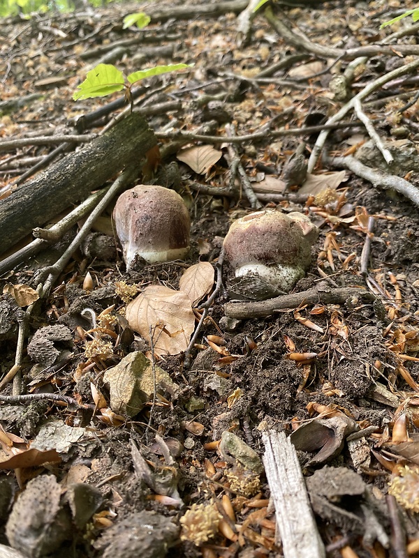 hríb sosnový Boletus pinophilus Pil. et Dermek in Pil.