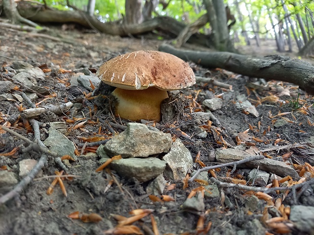 hríb sosnový Boletus pinophilus Pil. et Dermek in Pil.