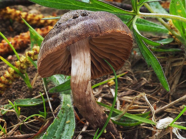 pavučinovec včasný Cortinarius vernus H. Lindstr. & Melot