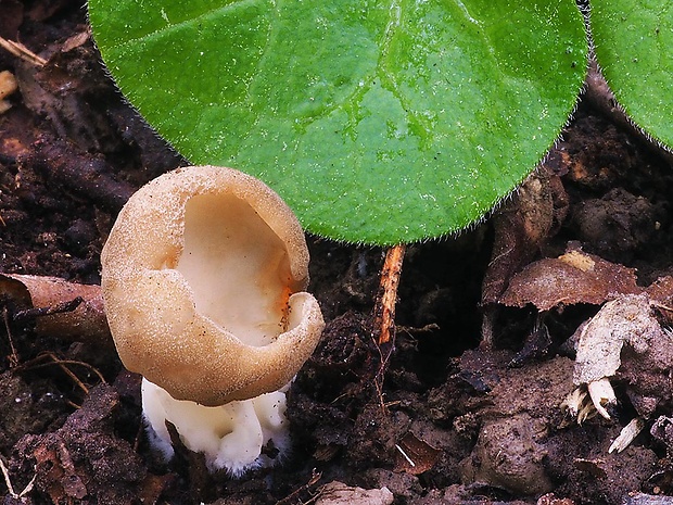 chriapač kalíškovitý Helvella acetabulum (L.) Quél.