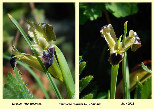 iris Iris tuberosa L.