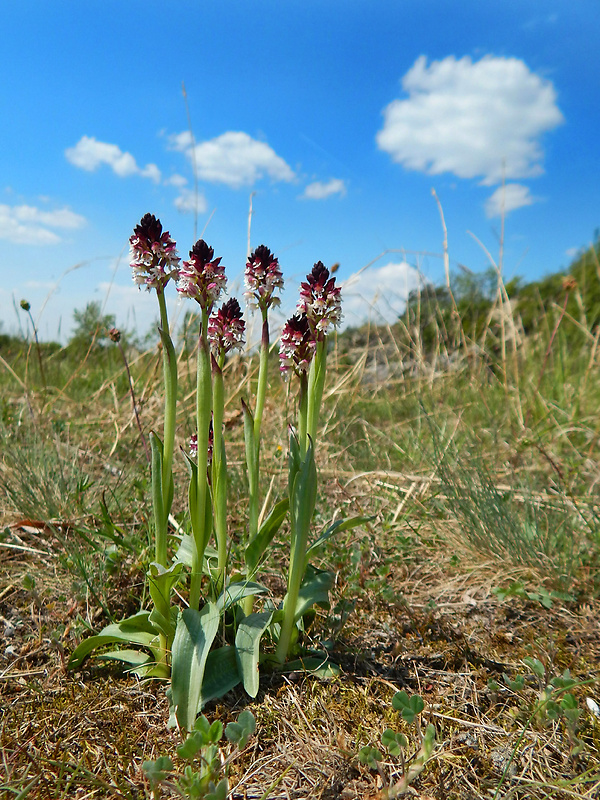 neotinea počerná pravá Neotinea ustulata subsp. ustulata (L.) R. M. Bateman, A. M. Pridgeon et M. W. Chase