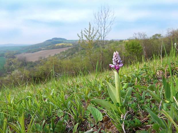 vstavač vojenský Orchis militaris L.