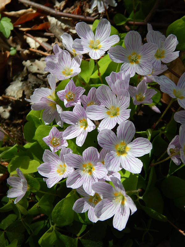 kyslička obyčajná Oxalis acetosella L.