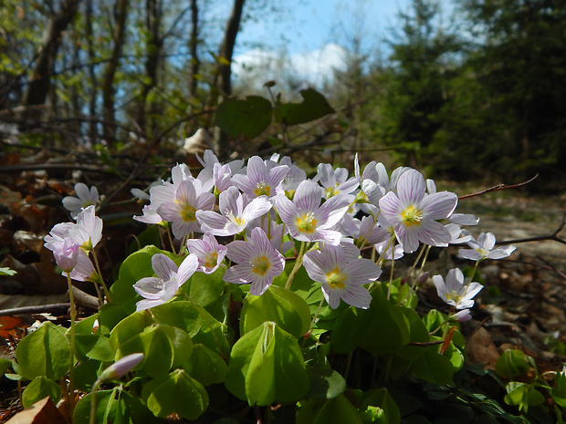 kyslička obyčajná Oxalis acetosella L.