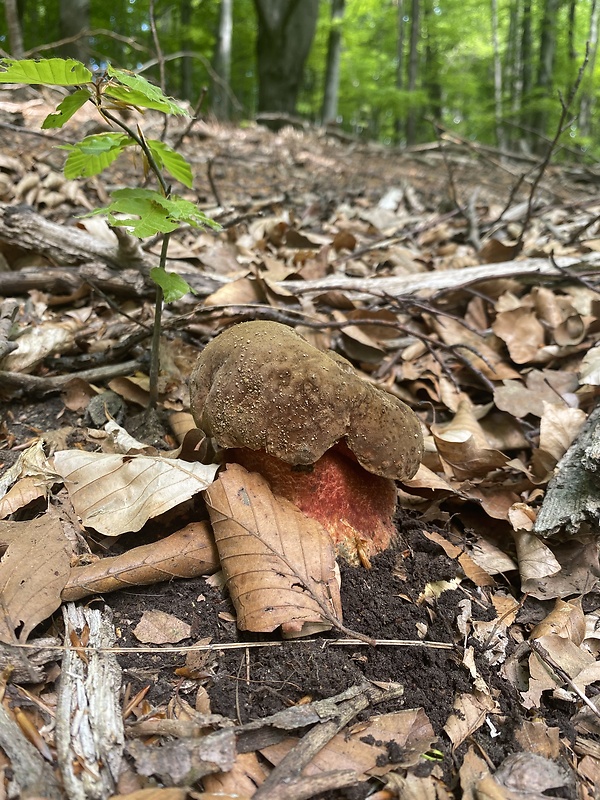 hríb zrnitohlúbikový Sutorius luridiformis (Rostk.) G. Wu & Zhu L. Yang