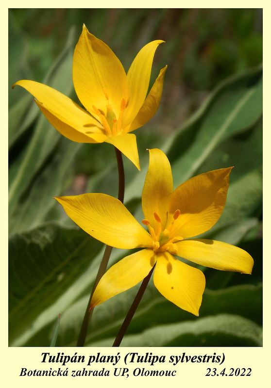 tulipán lesný Tulipa sylvestris L.