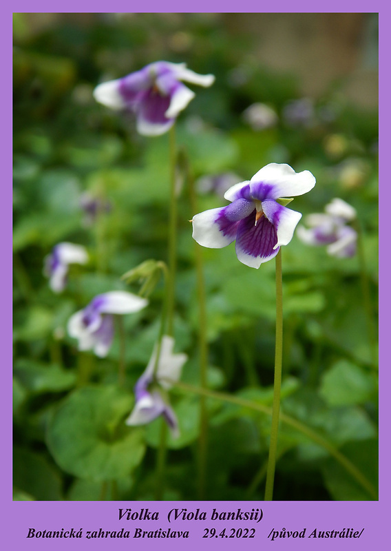 fialka Viola banksii