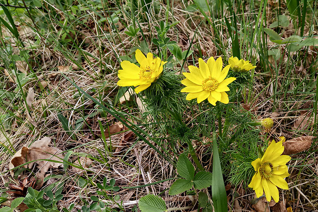 hlaváčik jarný Adonis vernalis L.