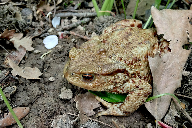 ropucha bradavičnatá  Bufo bufo