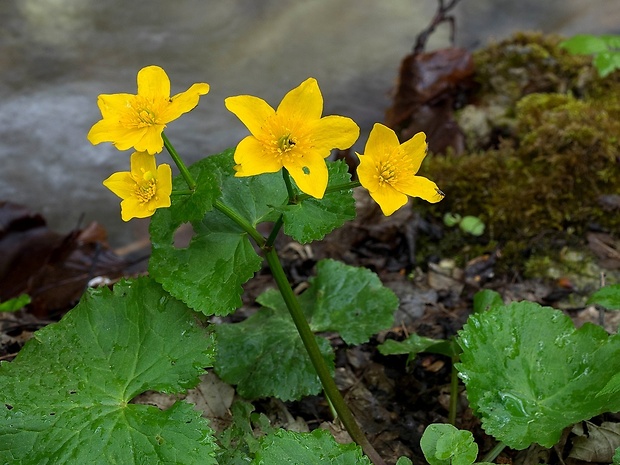 záružlie močiarne Caltha palustris L.