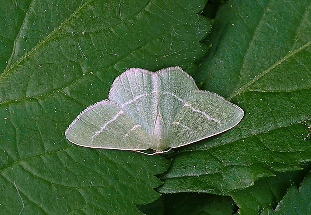 piadivka vresovisková Chlorissa viridata