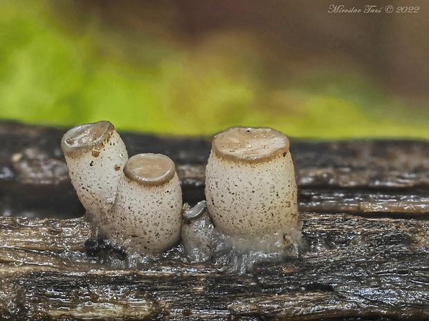 vodnička Cudoniella sp.