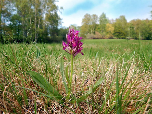 vstavačovec bazový Dactylorhiza sambucina (L.) Soó