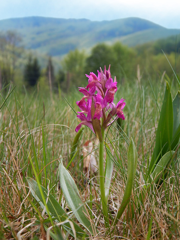 vstavačovec bazový Dactylorhiza sambucina (L.) Soó